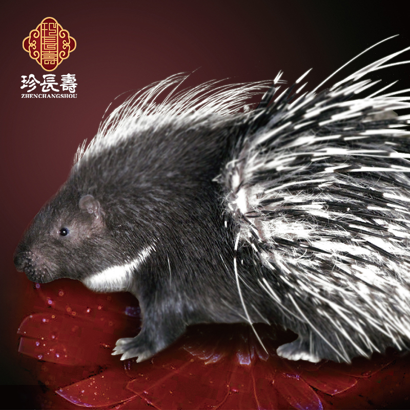 【有機(jī)認(rèn)證】周身是寶，不是豬的“豬”（長生淀基地年產(chǎn)量1萬頭）